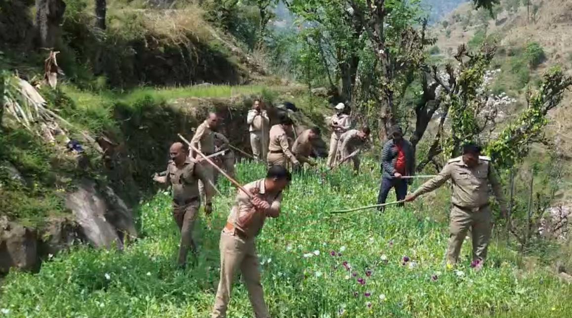 अवैध अफीम की खेती पर उत्तरकाशी पुलिस की कार्यवाही लगातार जारी