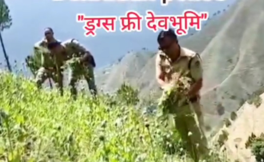 त्यूणी पुलिस ने अवैध अफीम की खेती नष्ट की