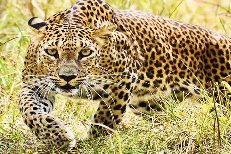 देर रात बच्चे को उठा ले गया गुलदार, गांव में दहशत का माहौल