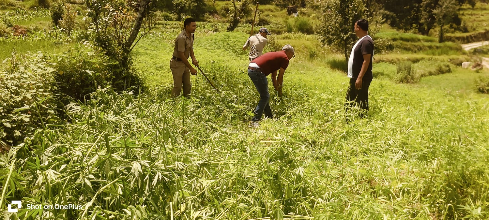 नशे के खिलाफ पिथौरागढ़ पुलिस का अभियान तेज, अवैध भांग की खेती की नष्ट
